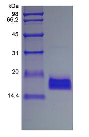 Recombinant Human Endothelial-Monocyte Activating Polypeptide II