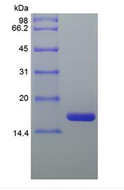 Recombinant Equine Interleukin-1 Receptor Antagonist Protein