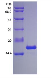Recombinant Murine Interleukin-1 alpha