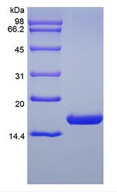 Recombinant Human Fms-related Tyrosine Kinase 3 Ligand