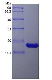 Recombinant Porcine Interleukin-1 beta