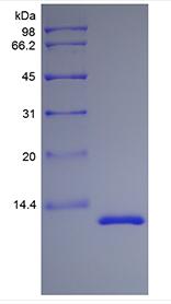 Recombinant Rhesus Macaque Interleukin-13