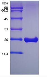 Recombinant Murine Fibroblast Growth Factor 18