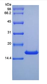 Recombinant Murine Interleukin-10