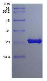 Recombinant Murine Fibroblast Growth factor 9
