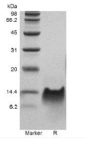 Recombinant Streptolysin O