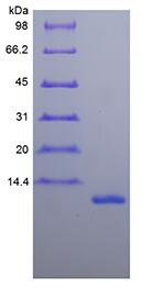Recombinant Human Eotaxin/CCL11