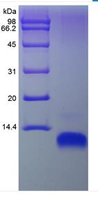 Recombinant Human Macrophage-Derived Chemokine/CCL22