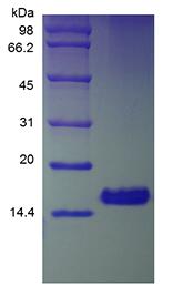 Recombinant Human Amphiregulin