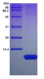 Recombinant Human Nesfatin-1