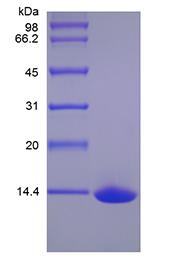 Recombinant Human Activation-induced TNFR member Ligand/TNFSF18