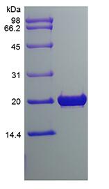 Recombinant Rat Fibroblast Growth Factor 18