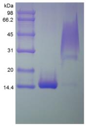 Recombinant Human Platelet-derived Growth Factor-BB