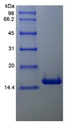 Recombinant Human Bcl-w