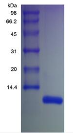 Recombinant Human Stromal-Cell Derived Factor-1 beta/CXCL12 beta