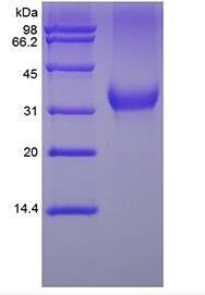 Recombinant Human Erythropoietin alpha