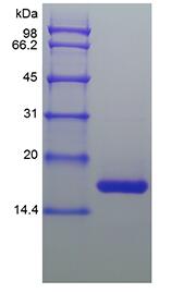 Recombinant Equine Interleukin-1 beta
