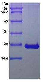 Recombinant Human Keratinocyte Growth Factor-2/FGF-10