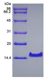 Recombinant Murine Betacellulin