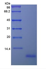 Recombinant Human Epigen